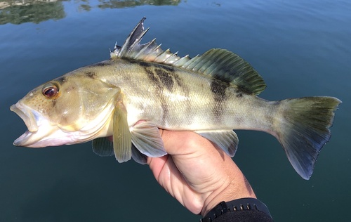 Barred Sand Bass