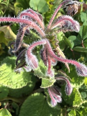 Borago officinalis