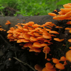 Favolaschia thwaitesii
