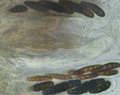 Splanchnonema platani