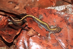 Ambystoma macrodactylum macrodactylum