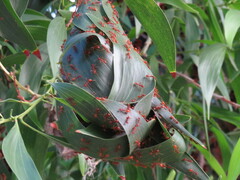 Oecophylla longinoda