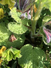 Borago officinalis
