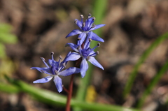 Scilla vindobonensis