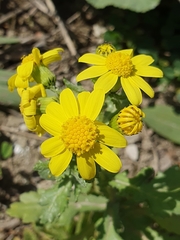 Senecio leucanthemifolius