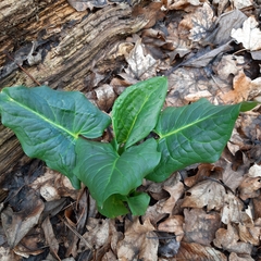 Arum cylindraceum