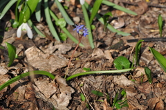 Scilla vindobonensis