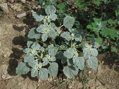 Chrozophora tinctoria