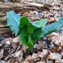Arum cylindraceum