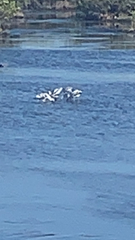 Recurvirostra americana