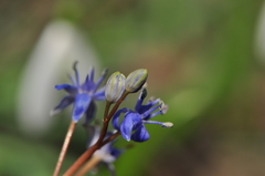 Scilla vindobonensis