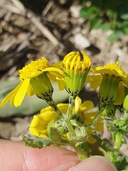 Senecio leucanthemifolius