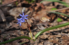 Scilla vindobonensis