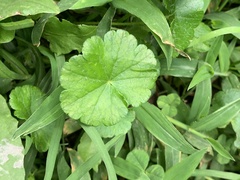 Hydrocotyle bonplandii