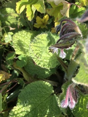 Borago officinalis
