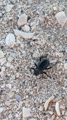 Tenebrionoidea