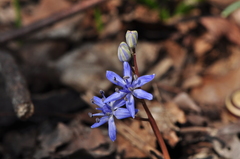 Scilla vindobonensis