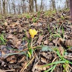 Crocus chrysanthus