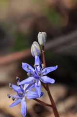 Scilla vindobonensis