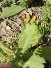 Senecio leucanthemifolius