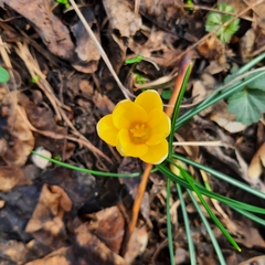 Crocus chrysanthus