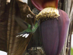 Campylopterus ensipennis