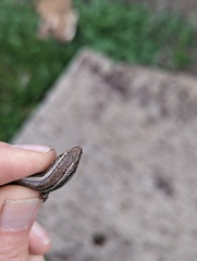 Plestiodon skiltonianus skiltonianus