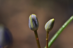 Scilla vindobonensis
