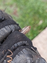 Plestiodon skiltonianus skiltonianus