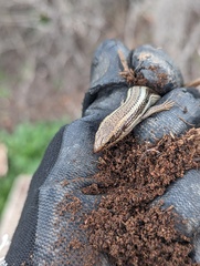 Plestiodon skiltonianus skiltonianus