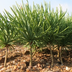 Eriospermum multifidum