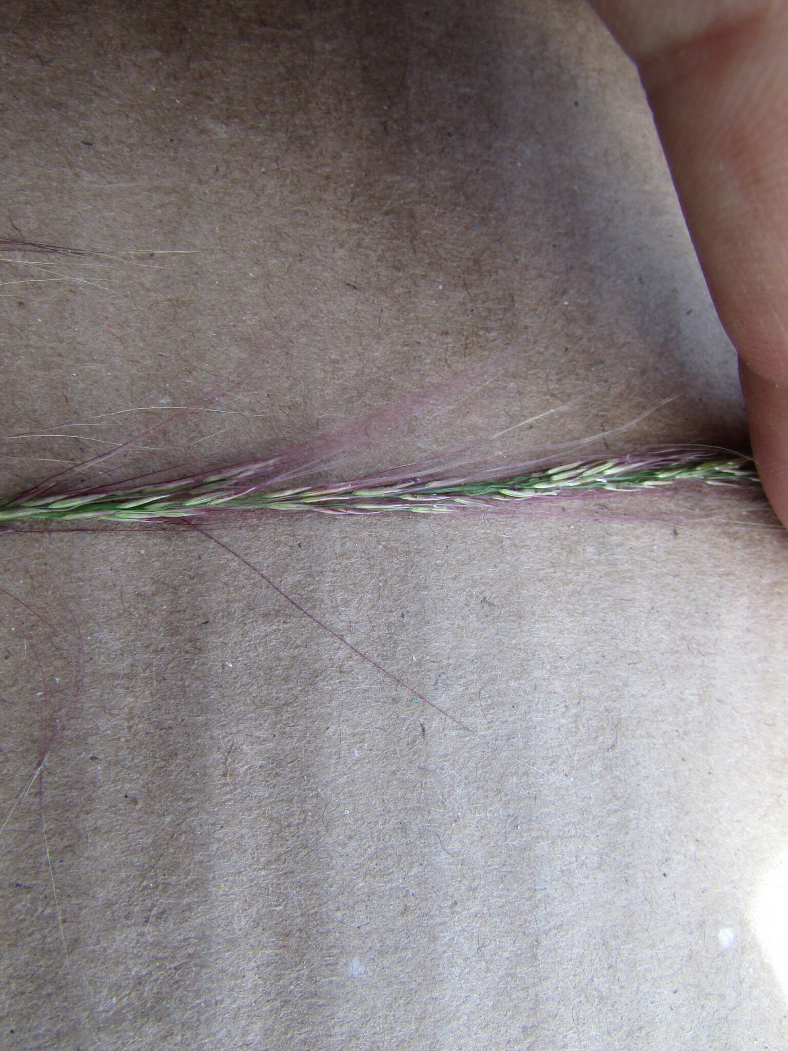 Aristida gypsophila