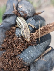 Plestiodon skiltonianus skiltonianus