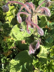 Borago officinalis