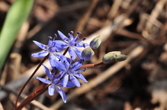 Scilla vindobonensis