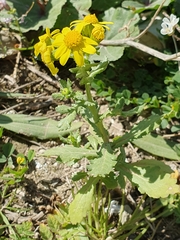 Senecio leucanthemifolius