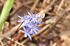 Scilla vindobonensis