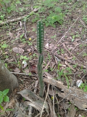 Armatocereus cartwrightianus