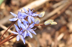 Scilla vindobonensis