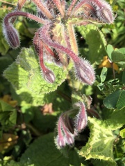 Borago officinalis