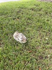 Anas platyrhynchos × fulvigula