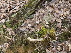 Bartramia pomiformis