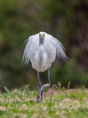 Ardea alba