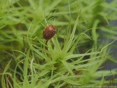 Bartramia pomiformis