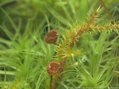 Bartramia pomiformis