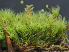 Bartramia pomiformis