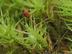 Bartramia pomiformis