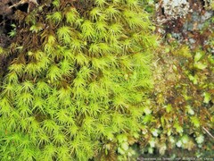 Bartramia pomiformis