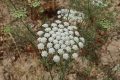 Ammi majus