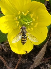 Metasyrphus